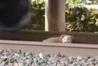 Perrito se salva de ser arrollado por un tren