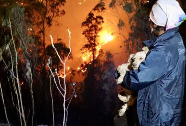 La Unidad de Bienestar Animal atendi&oacute; a varias mascotas que fueron v&iacute;ctimas colaterales por los incendios forestales en Quito.&nbsp;