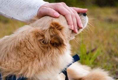 El video del perro se volvi&oacute; viral