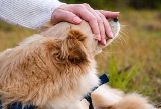 QUITO: El juego entre un empleado municipal y un perro se vuelve viral