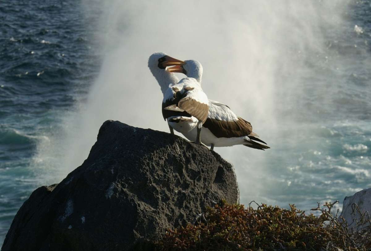 Celebrity cruises se sum&oacute; a la gran jornada de limpieza costera en gal&aacute;pagos