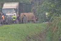 Una escena conmovió a quienes presenciaron el hecho: una madre elefanta se negó a dejar el cuerpo sin vida de su cría, atropellada en una autopista de Malasia.