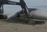 Una ballena jorobada fue enterrada en la playa de Ol&oacute;n