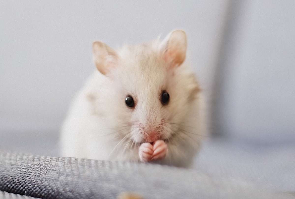 Cient&iacute;ficos logran revertir el envejecimiento en ratones