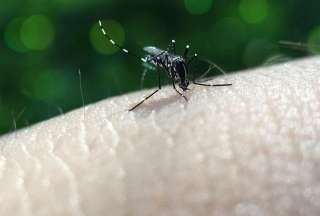 Las 3 diferencias entre fiebre amarilla y dengue