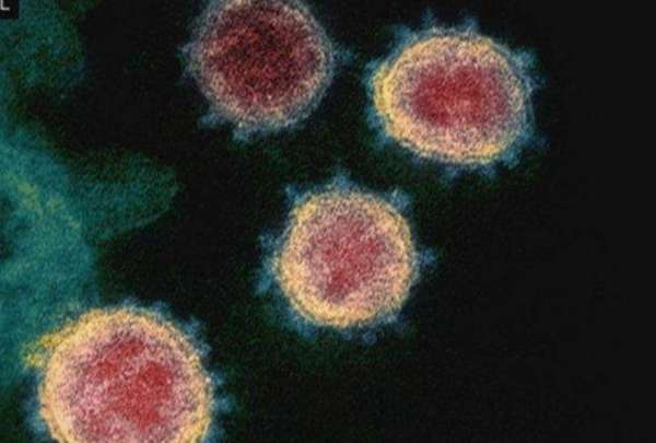 Autoridades han alertado sobre la circulaci&oacute;n de este mortal virus Nipah