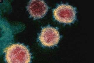 Autoridades sanitarias levantan las alertas por el virus Nipah en India