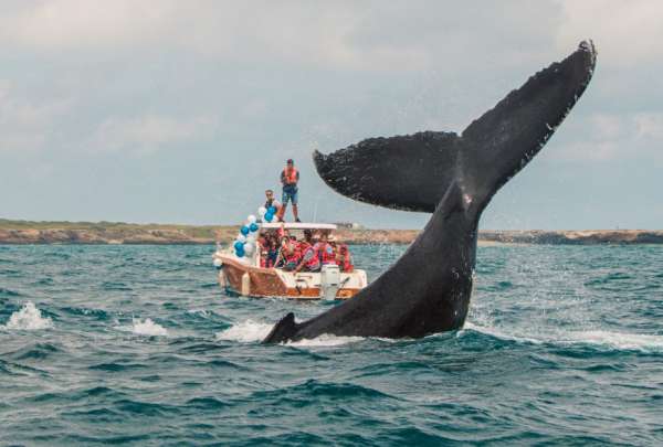 Avistamiento de ballenas jorobadas