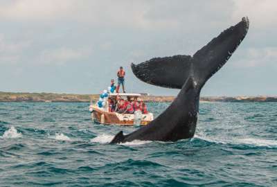 Avistamiento de ballenas jorobadas