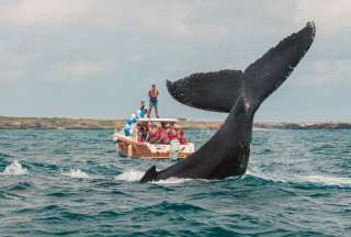 Ballenas jorobadas en Salinas: Comienza la temporada de las gigantes del mar