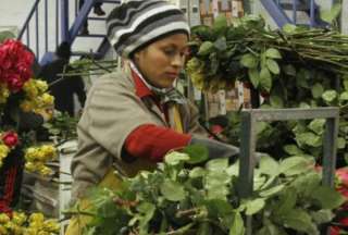 Los claveles ecuatorianos no tienen restricciones de Rusia