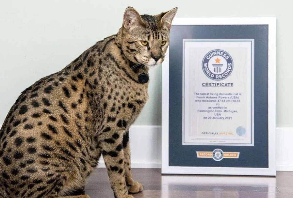 El gato que rompi&oacute; un R&eacute;cord Guinnes por medir m&aacute;s de 47 cm