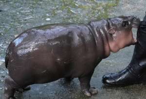 El fenómeno viral que conquistó corazones y desafió las convenciones al ser incluida en la lista del New York Times.