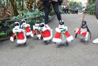Jap&oacute;n: Los ping&uuml;inos navide&ntilde;os, listos para estas fiestas
