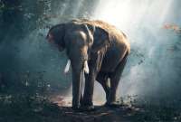 Un elefante mató a su adiestrador en el sur de Tailandia 56 Carácteres