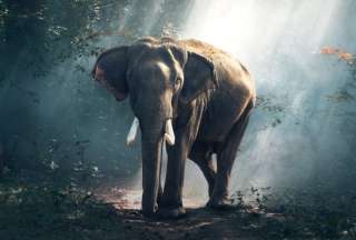 Un elefante mat&oacute; a su adiestrador en el sur de Tailandia