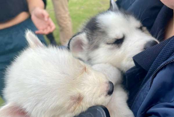 Una persona fue multada por vender perros en La Carolina
