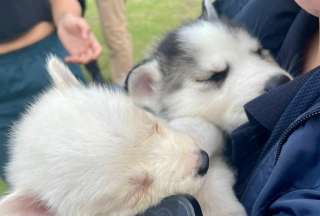 Quito: Una persona fue multada con USD 4.700 por vender cachorros en La Carolina