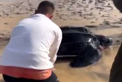 Tortuga la&uacute;d que se var&oacute; en la playa fue ayudada por un grupo de personas