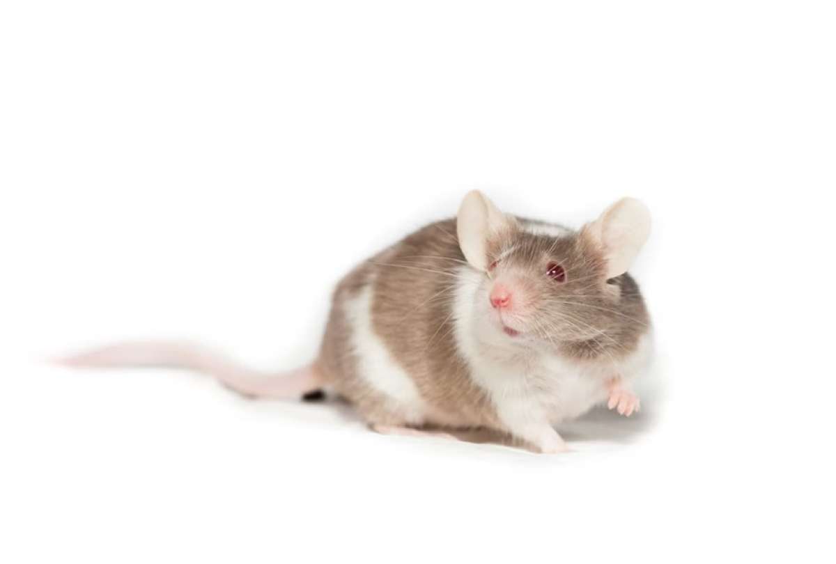 El vinagre puede sacar a los ratones de la casa