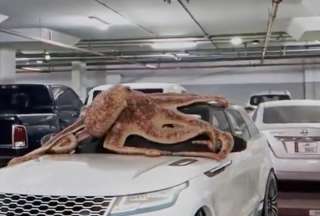 Un enorme pulpo suelto en un parqueadero genera reacciones