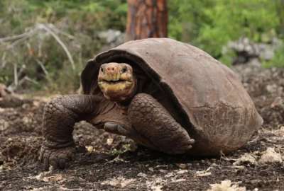 Todav&iacute;a quedan 250 tortugas que est&aacute;n en proceso para completar su liberaci&oacute;n