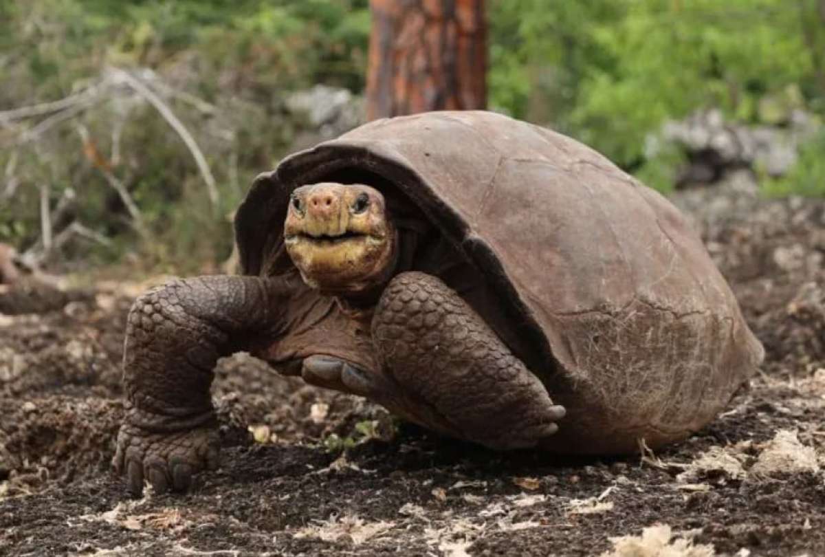 Todav&iacute;a quedan 250 tortugas que est&aacute;n en proceso para completar su liberaci&oacute;n