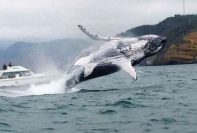 Las ballenas jorobadas llegan a Ecuador entre los meses de junio a octubre de cada a&ntilde;o.