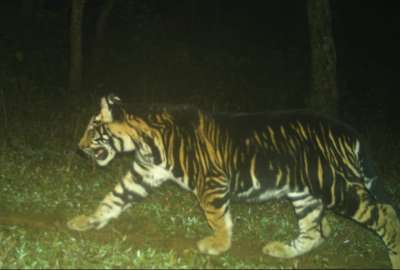Captan en c&aacute;mara a un grupo de tigres negros en La India