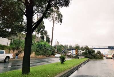 Un &aacute;rbol cay&oacute; sobre la avenida Sim&oacute;n Bol&iacute;var