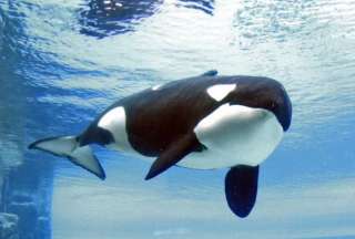 Falleci&oacute; Kiska, la ballena m&aacute;s solitaria el mundo