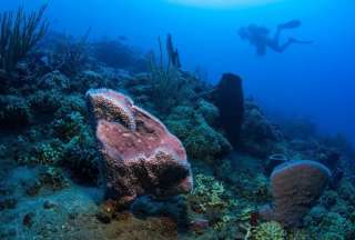 Predicen la extinci&oacute;n del coral para el final de siglo