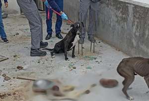 Dos perros en total desnutrici&oacute;n fueron rescatados en Quito. Se comieron a otro can.
