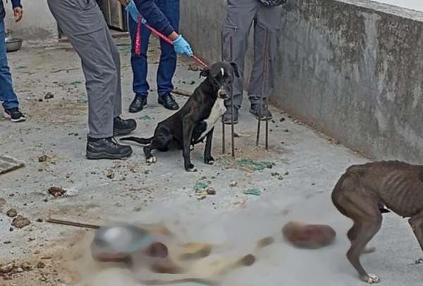Dos perros en total desnutrici&oacute;n fueron rescatados en Quito. Se comieron a otro can.