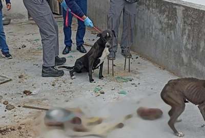 Encuentran perros con signos de desnutrici&oacute;n en una escena de canibalismo