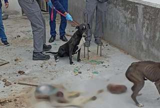 Encuentran perros con signos de desnutrici&oacute;n en una escena de canibalismo