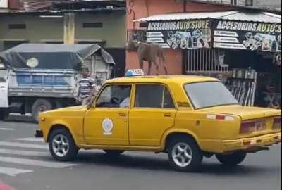 Un taxista llev&oacute; sobre el techo a un perro por las calles de Guayaquil