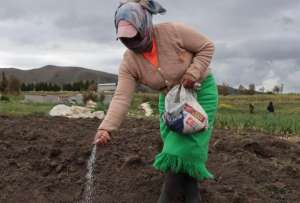 27 mil peque&ntilde;os productores se beneficiar&aacute;n con urea subvencionada al 50%