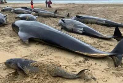 Esto ocurrió con las ballenas en una playa de Escocia. Las imágenes son sensibles.