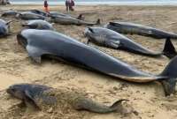 Esto ocurrió con las ballenas en una playa de Escocia. Las imágenes son sensibles.