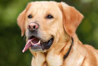 Ofreci&oacute; un mill&oacute;n de d&oacute;lares por su perro y ahora no quiere pagar la recompensa