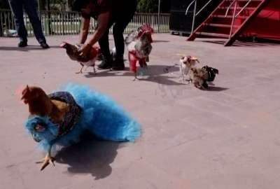 Un peculiar concurso resalta las ra&iacute;ces culturales de un pueblo en Honduras. En el certamen reconocen a la gallina mejor vestida.