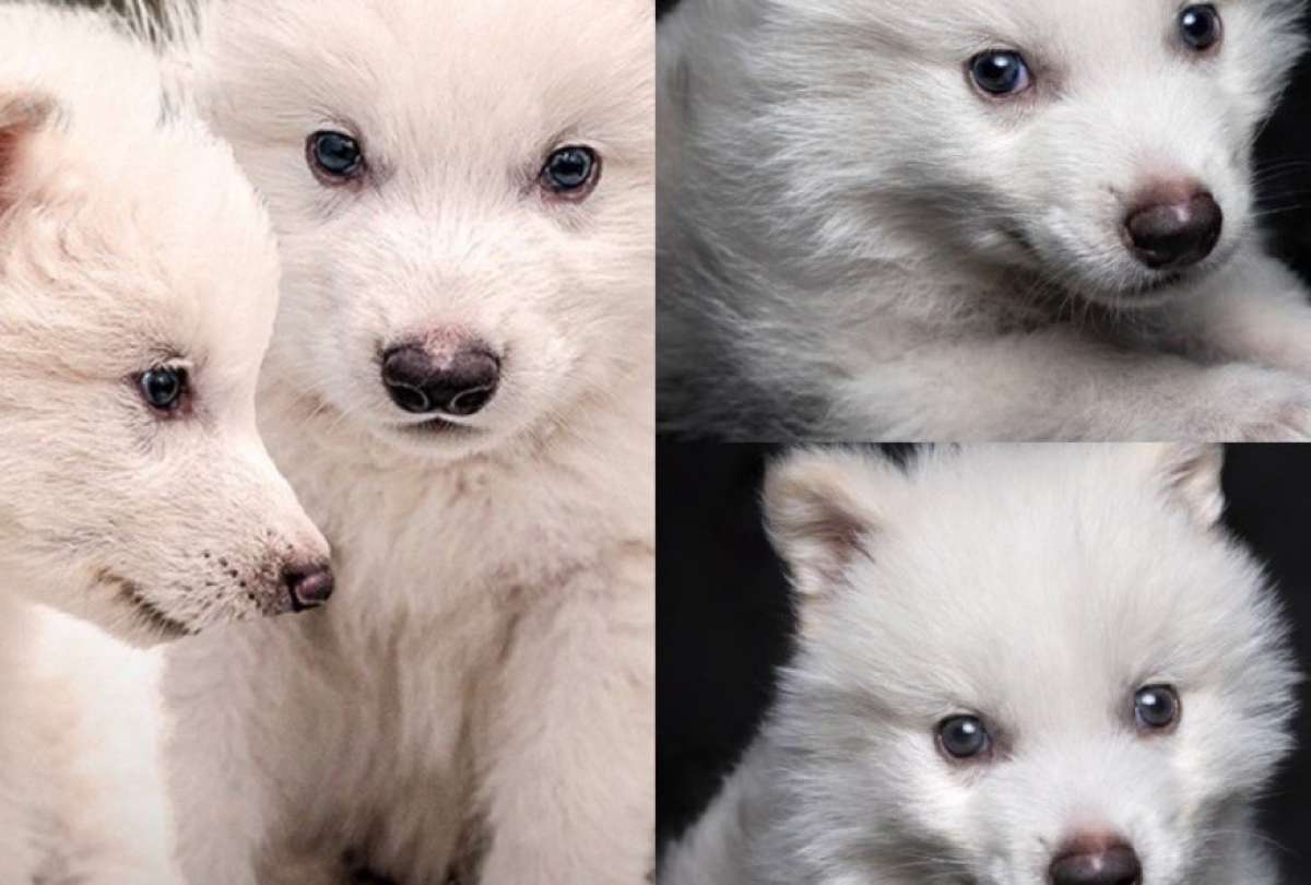 El Lobo Huargo de Juego de Tronos revivió tras 13.000 años de extinción