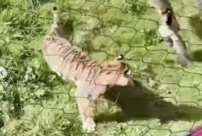 Un video muestra a un pato enfrentando sin temor a un tigre. La escena, digna de un documental, se volvi&oacute; viral por la inesperada victoria del ave sobre el gran felino.