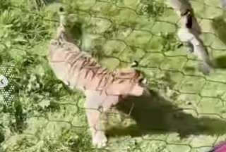 ¡Insólito! Video capta a un pato valiente ahuyentando a un tigre