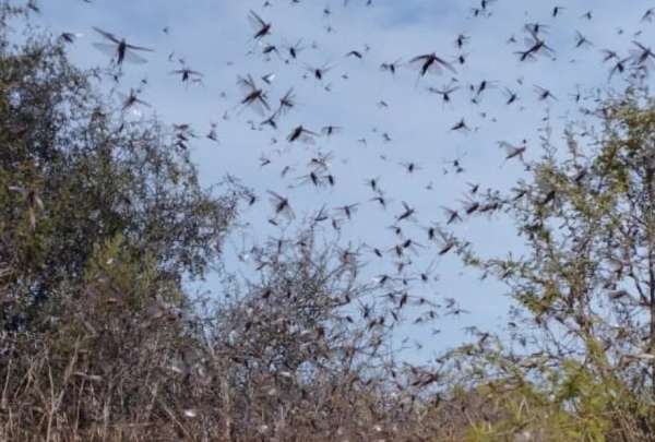 Invasi&oacute;n de saltamontes en C&oacute;rdoba, Argentina, alarm&oacute; a los vecinos