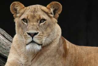 Polic&iacute;a de Alemania busca a una leona que deambula por las calles de Brandeburgo