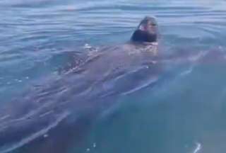 Graban a una tortuga de la especie m&aacute;s grande del mundo en Uruguay