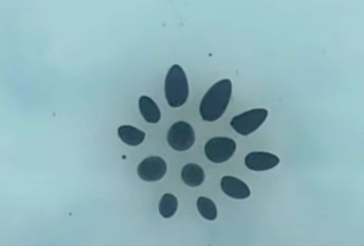 Robot l&iacute;quido llamado Venom causa asombro por sus movimientos