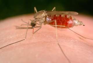 En Ecuador se registra una reducci&oacute;n del 40% de casos de malaria